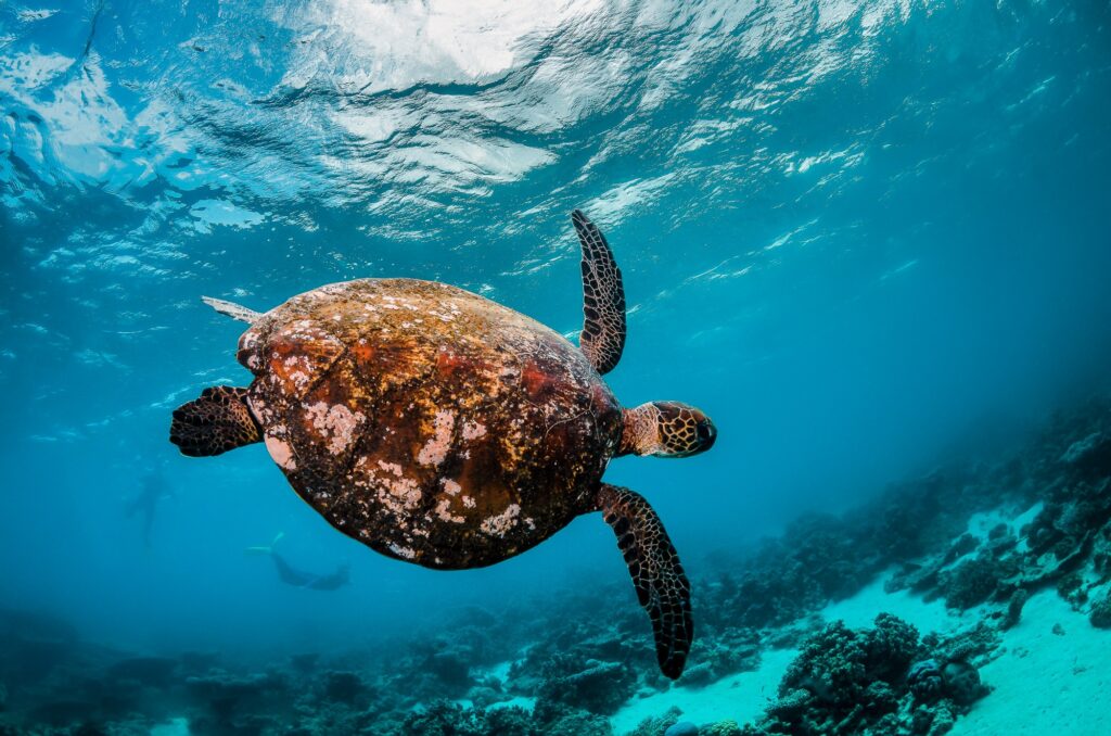 CARGOHOLIDAYS CARGO HOLIDAY VESSEL HOLIDAY SHIP HOLIDAY SEA HOLIDAY